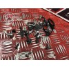 Kit de vis de carrosserie