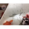 Sabot de carénage droit Yamaha R1 2000 à 2001